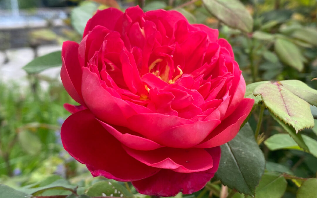 Rose Exhibition