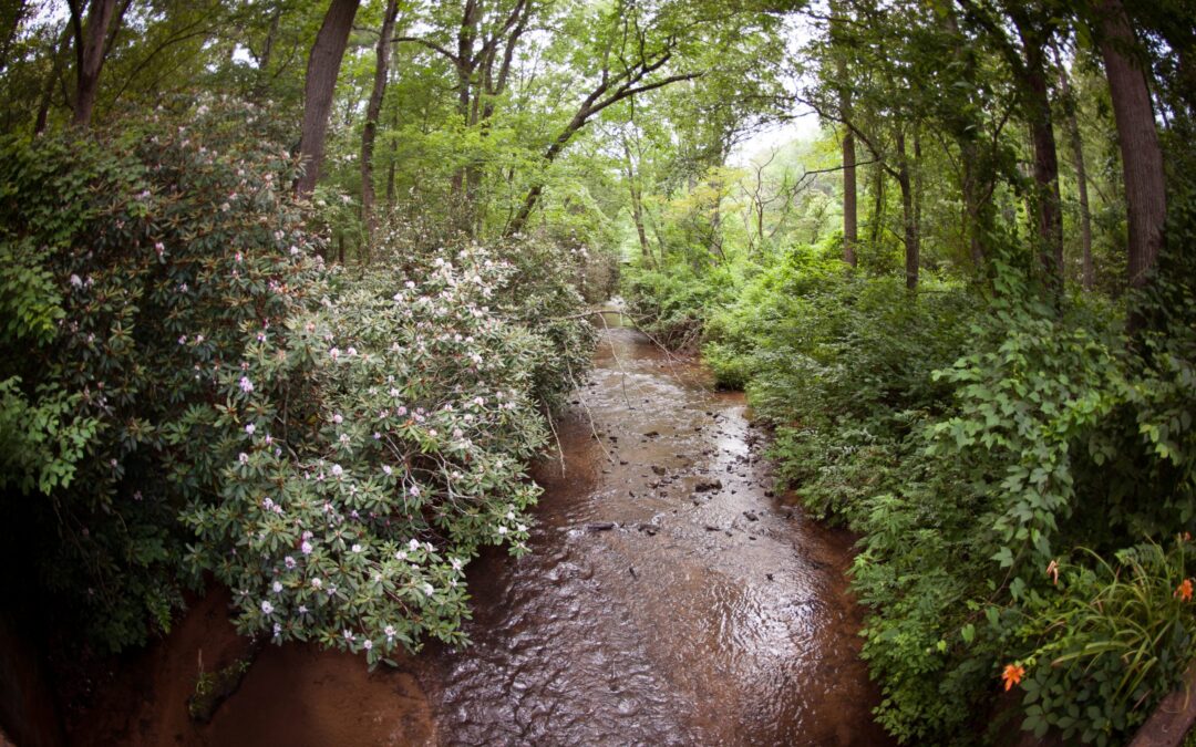 Streams & Creeks of the Arboretum