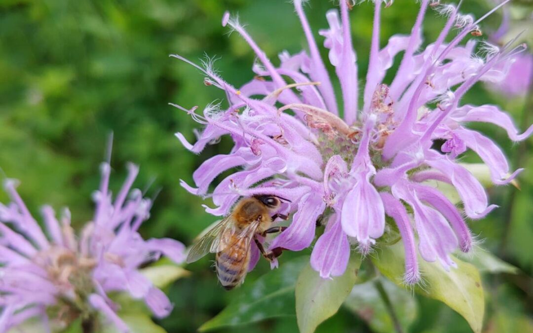 Re-Visioning Your Home Landscape