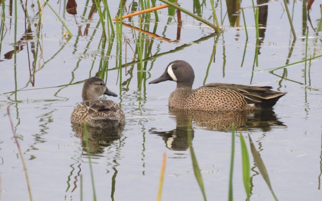 All About Ducks!
