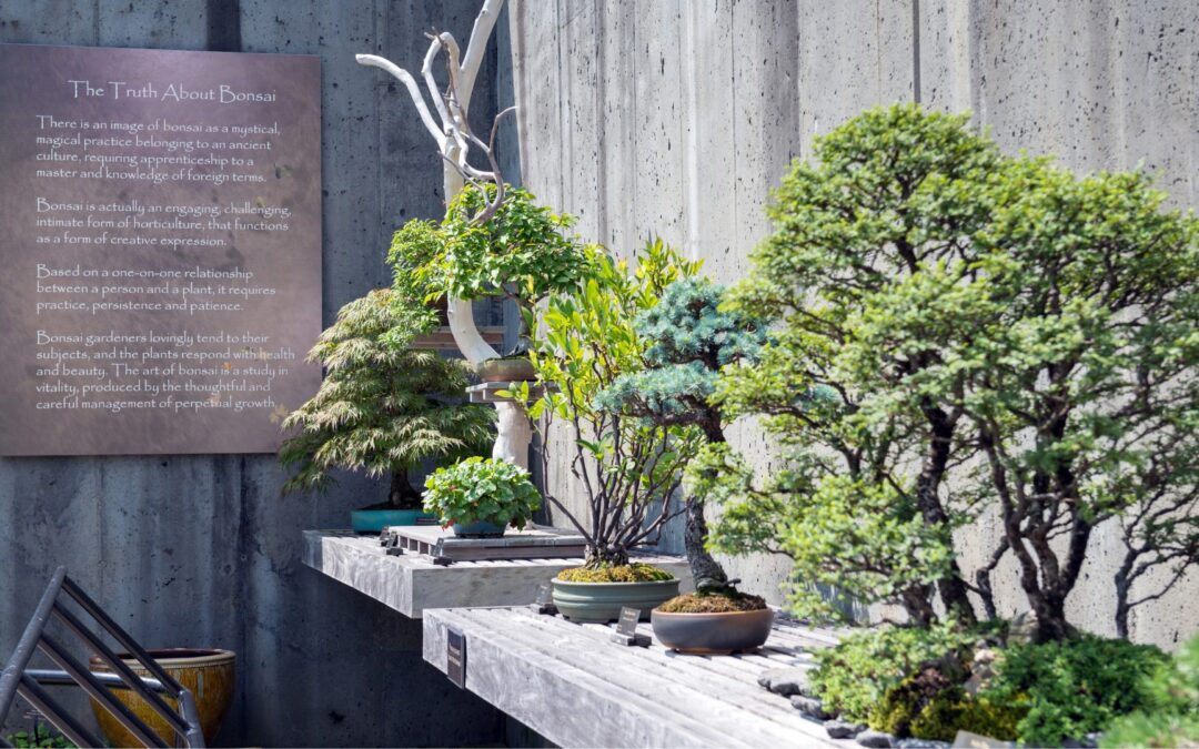 Bonsai in a Day: Learn, Create, Take Home