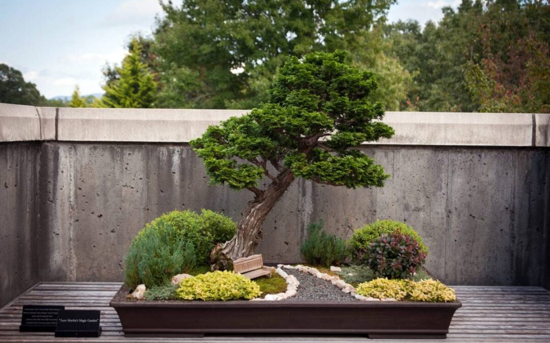 World Bonsai Day