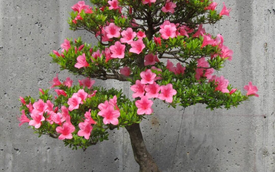 World Bonsai Weekend