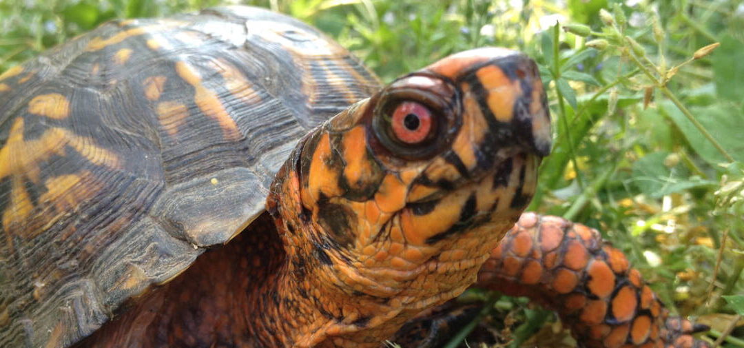 Meet the Eastern Box Turtle