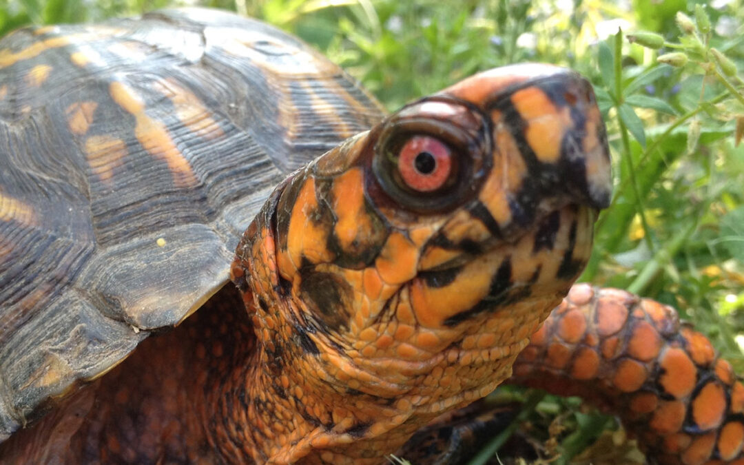 Box Turtles: Conserving our State Reptile