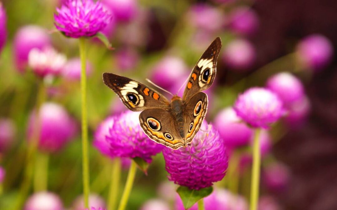 Ecology of Insects