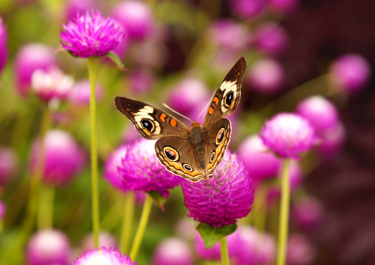 Butterfly on common buckeye