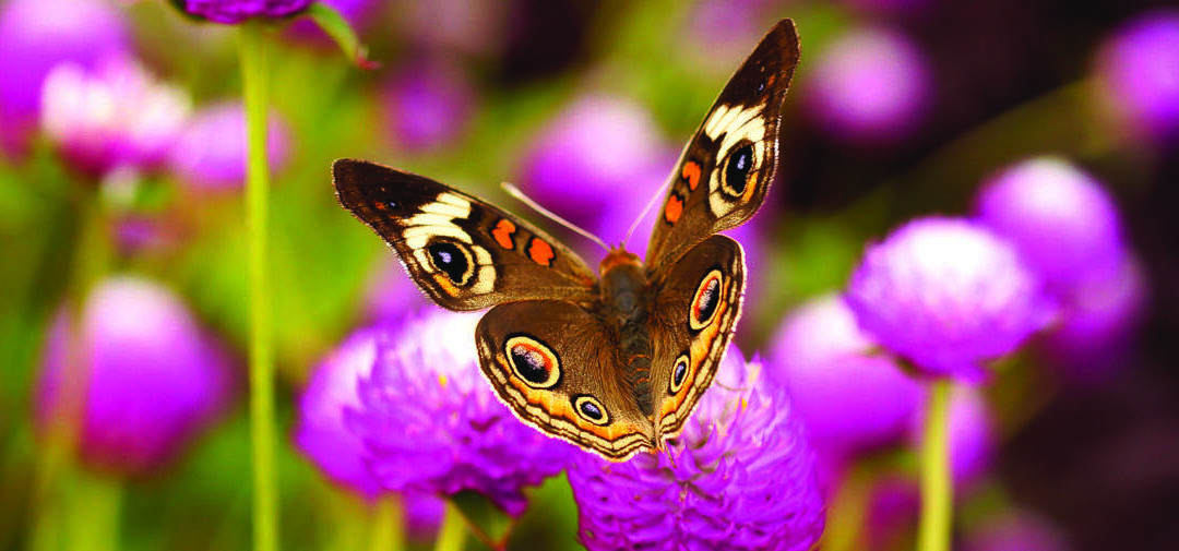 Winged Wonders: Step into the World of Butterflies