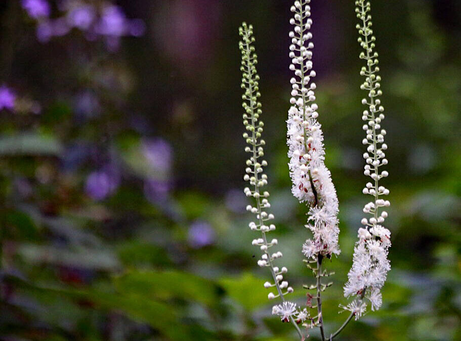 Summer Flora Identification – Online Version
