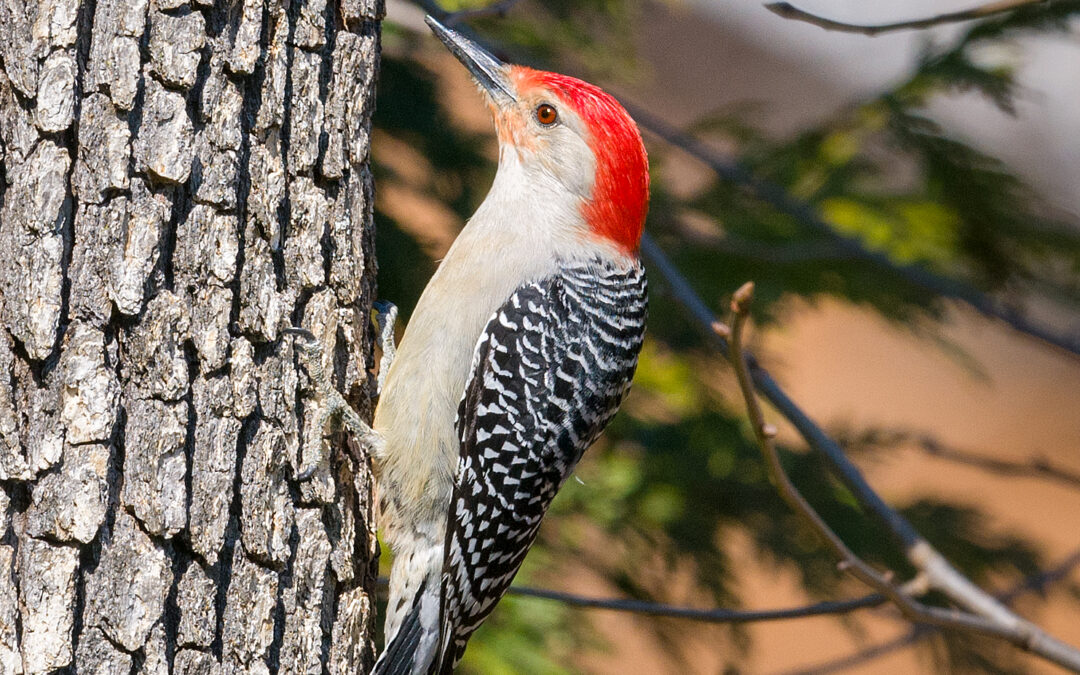 Great Backyard Bird Count Day