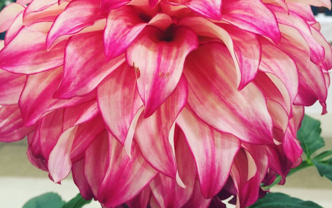 Dahlia Tuber Sale