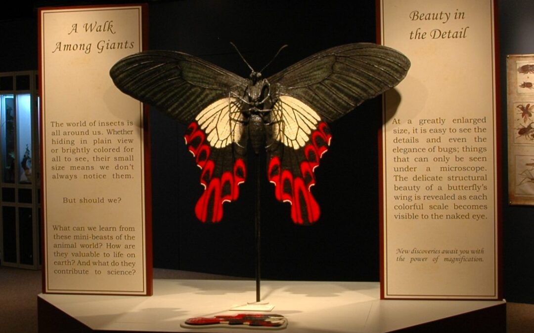 Bugs: Outside the Box