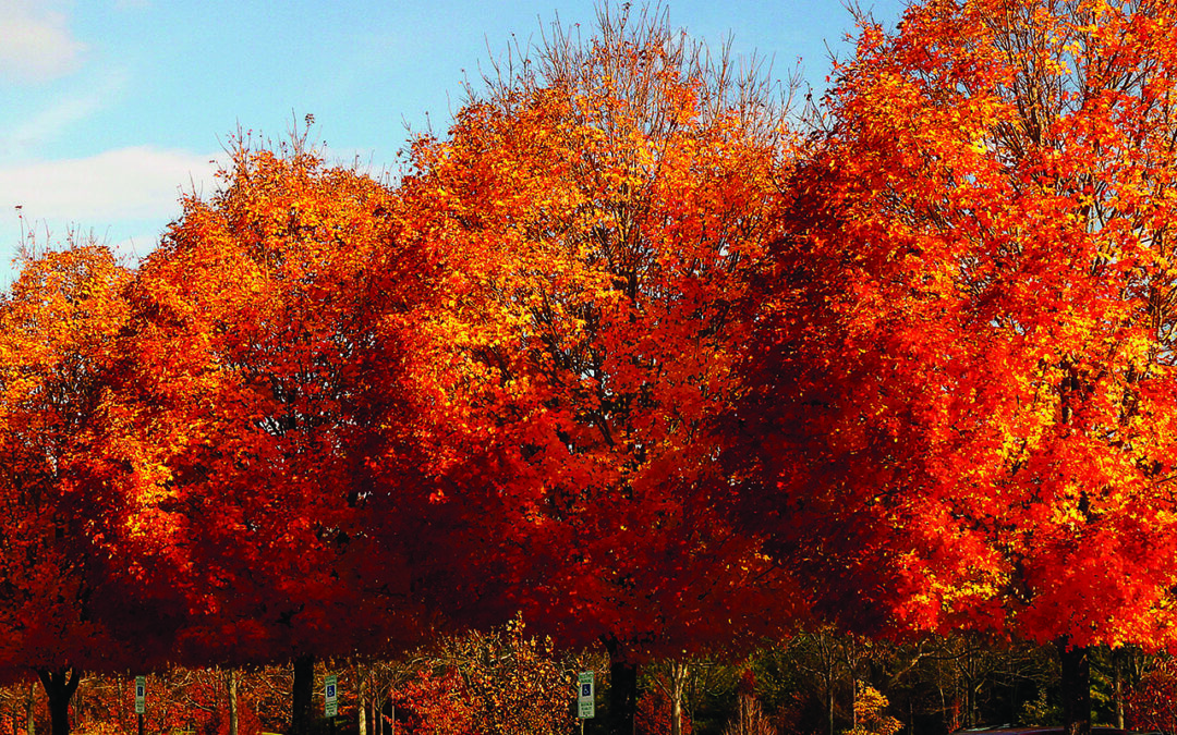 Fall Color & Native Tree Identification