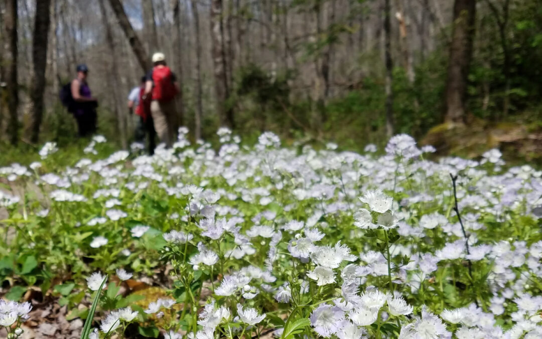 Scouting the First Signs of Spring