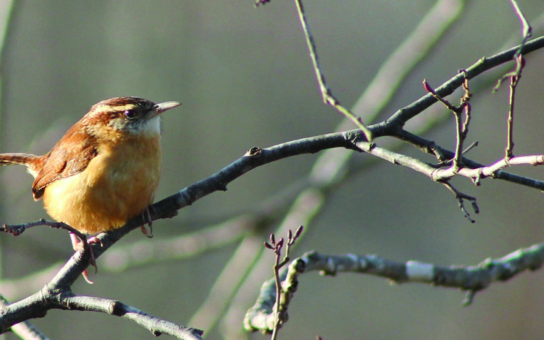 Birding for Beginners