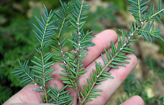 Hemlock Stream Health Hike with Hemlock Restoration Initiative