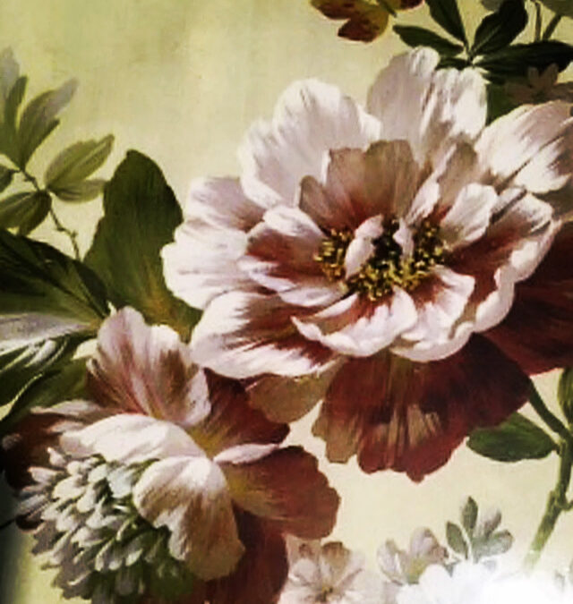 Botanical Drawing for Beginners