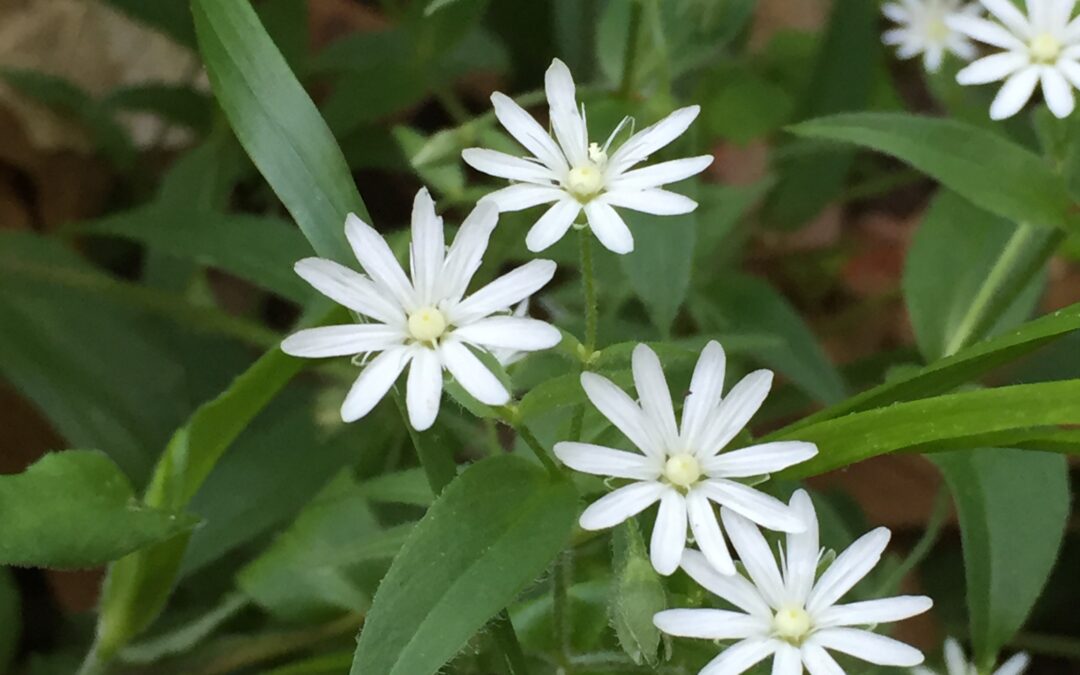 Spring Flora ID (April 29)