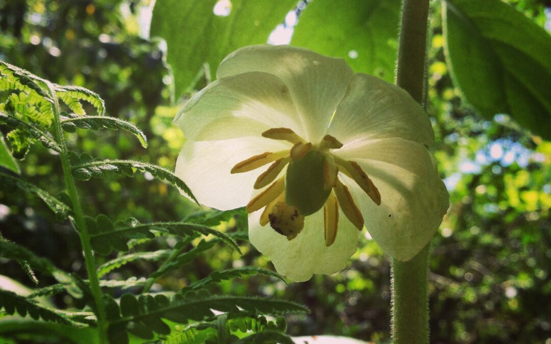 Forest Bathing Retreat: Flower Power!