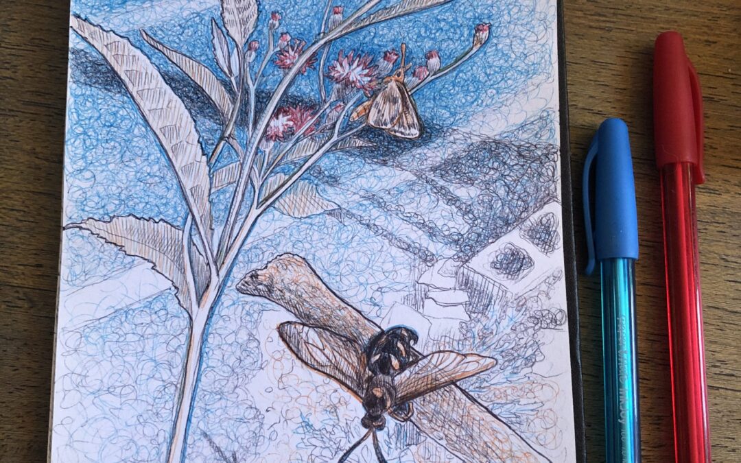 Field Sketching with Color