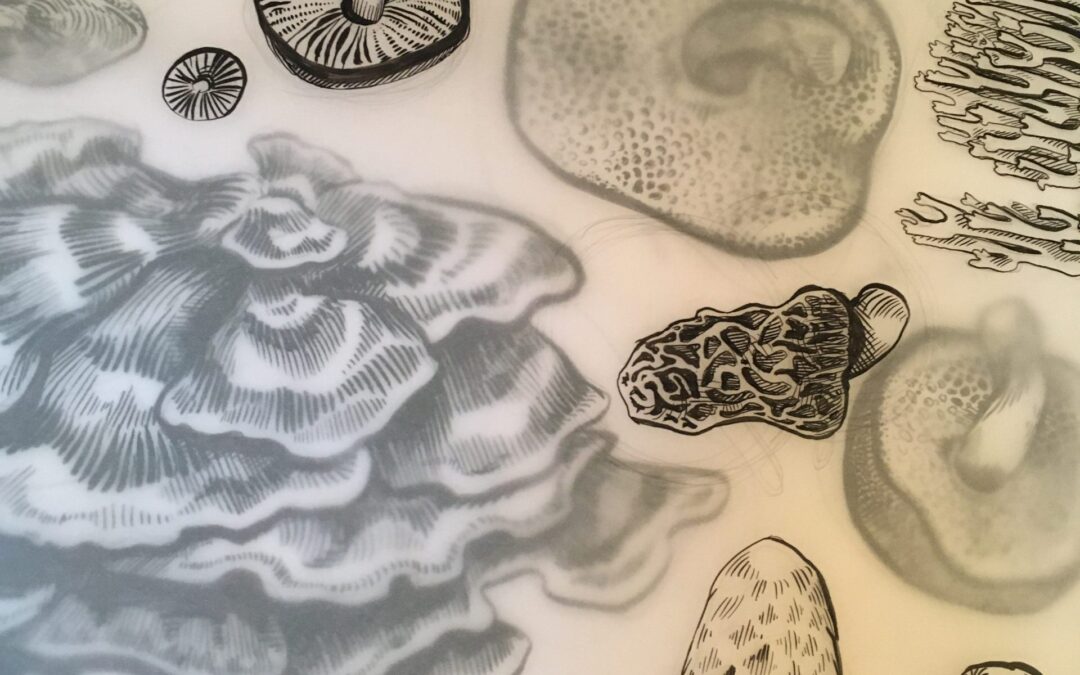 Ink Drawing for Beginners: Fungi