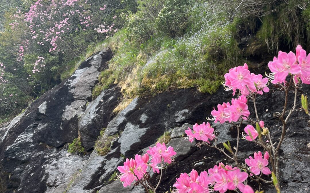 Blue Ridge Ecosystems – from the Ice Age to the Present