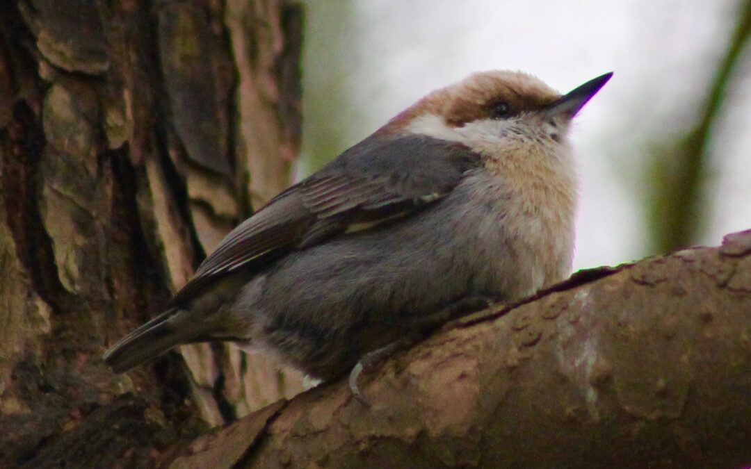 Bird Day