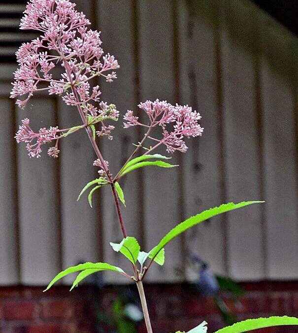 Fall Flora Identification Online