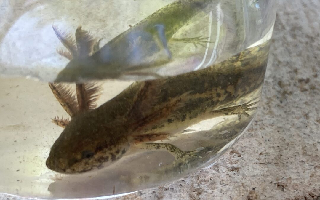 Mole Salamanders of Willow Pond