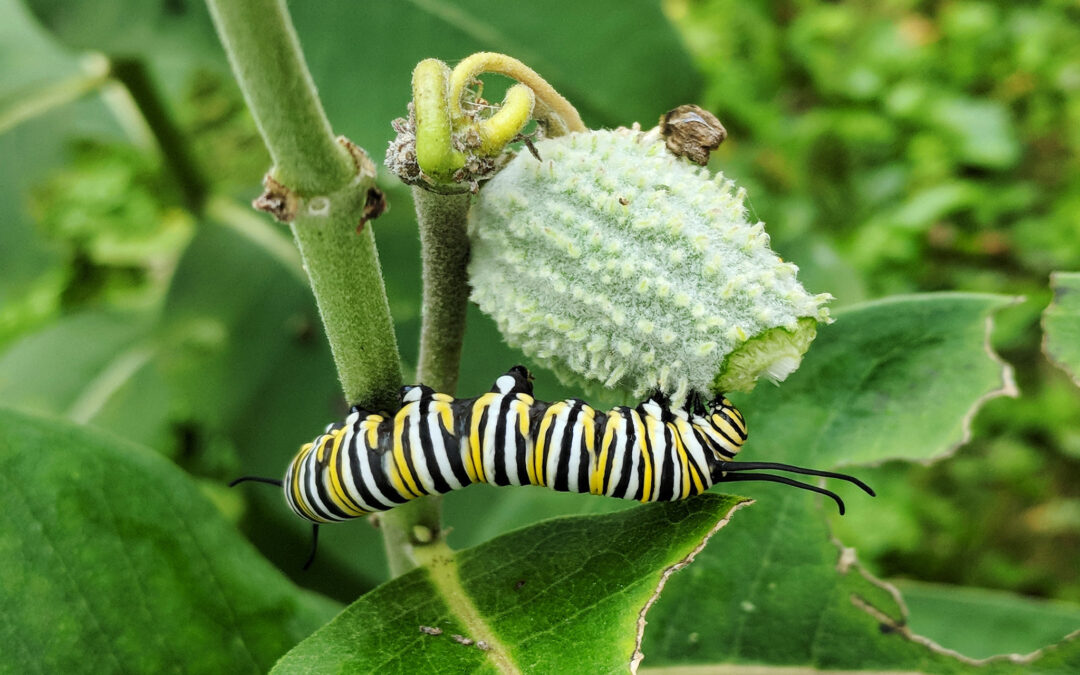 Discovery Station: Monarch Caterpillars
