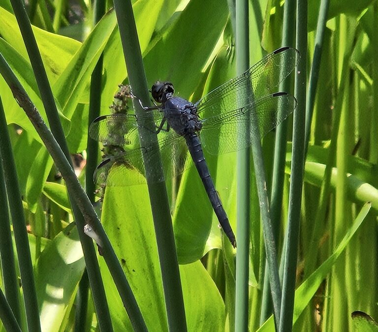 Southern Appalachian Entomology