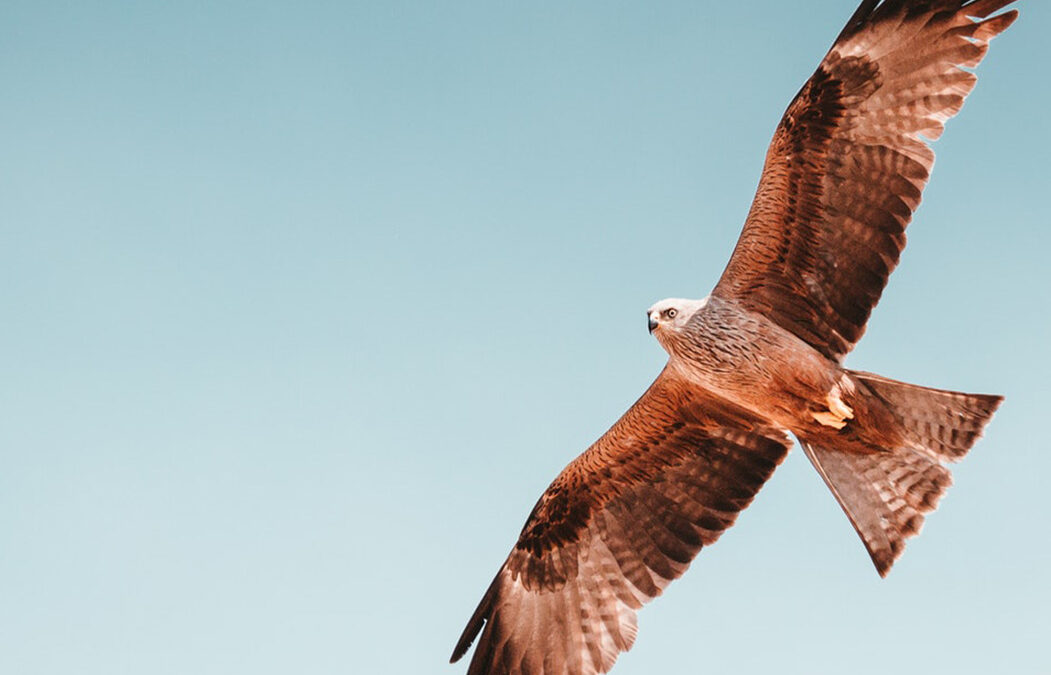 All About Hawk Migration