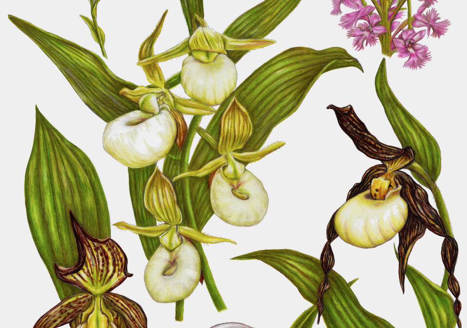 New Growth: Artists Respond to the Forest