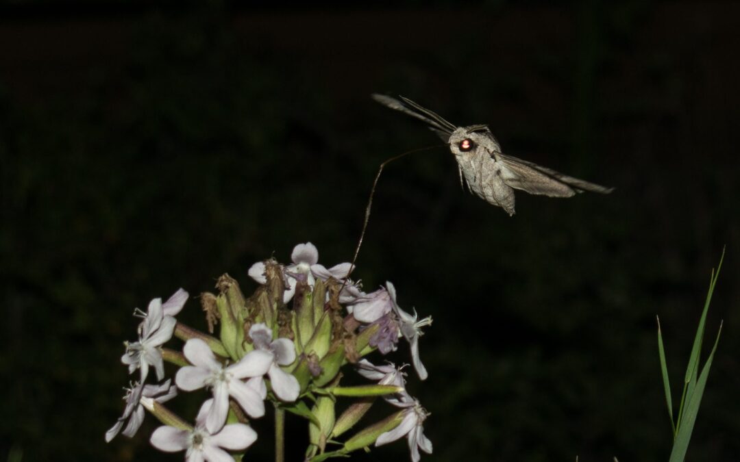 Garden Pollinators at Dusk