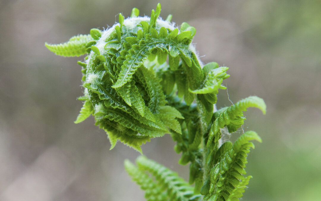 Ferns & Fern Allies B