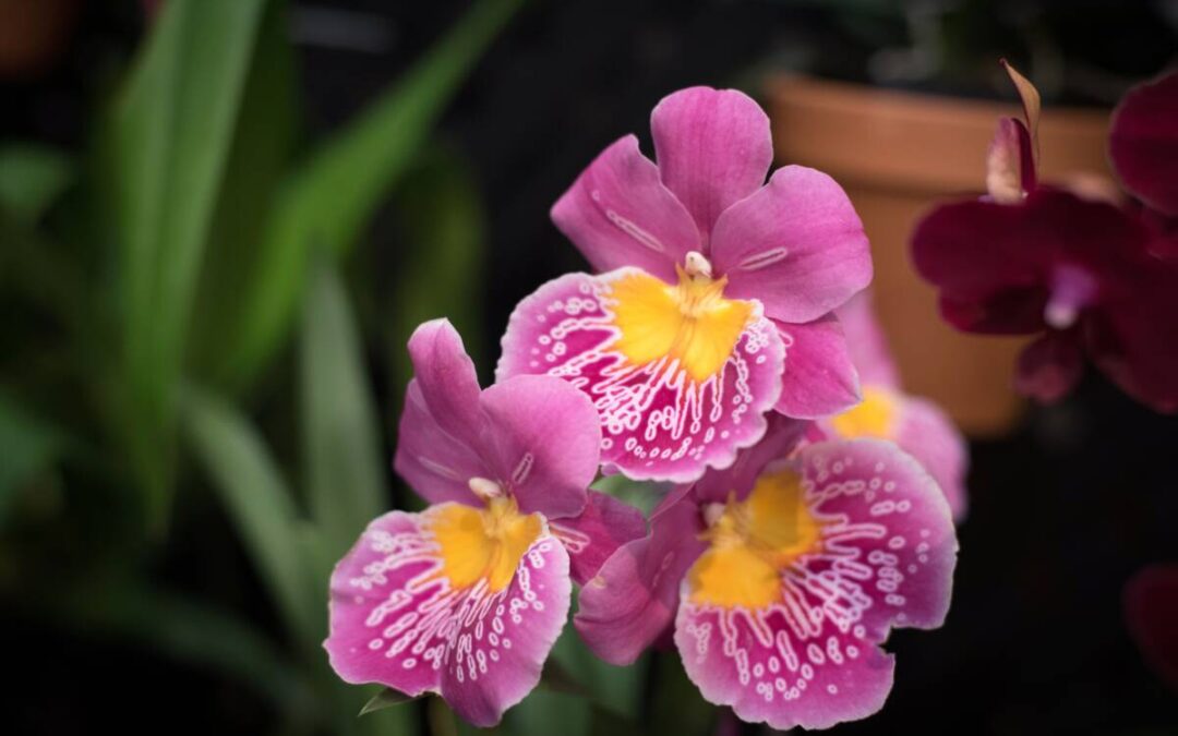 Paradise of Orchids: Asheville Orchid Festival Member Preview Night – EVENT IS FULL