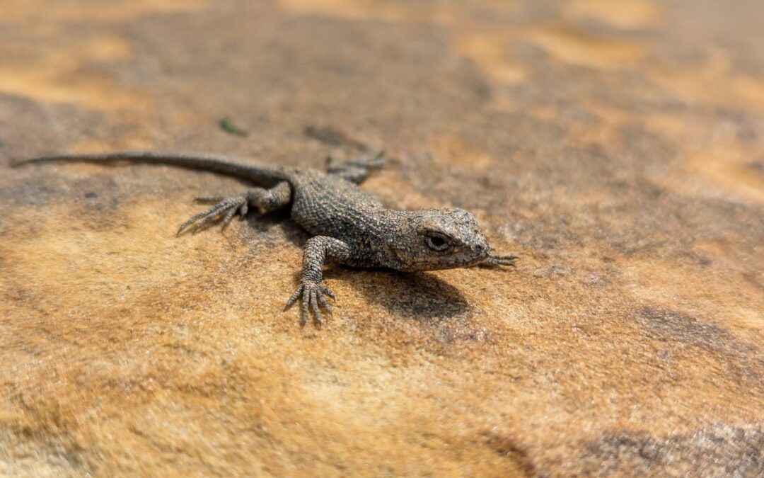 Reptiles of Western North Carolina
