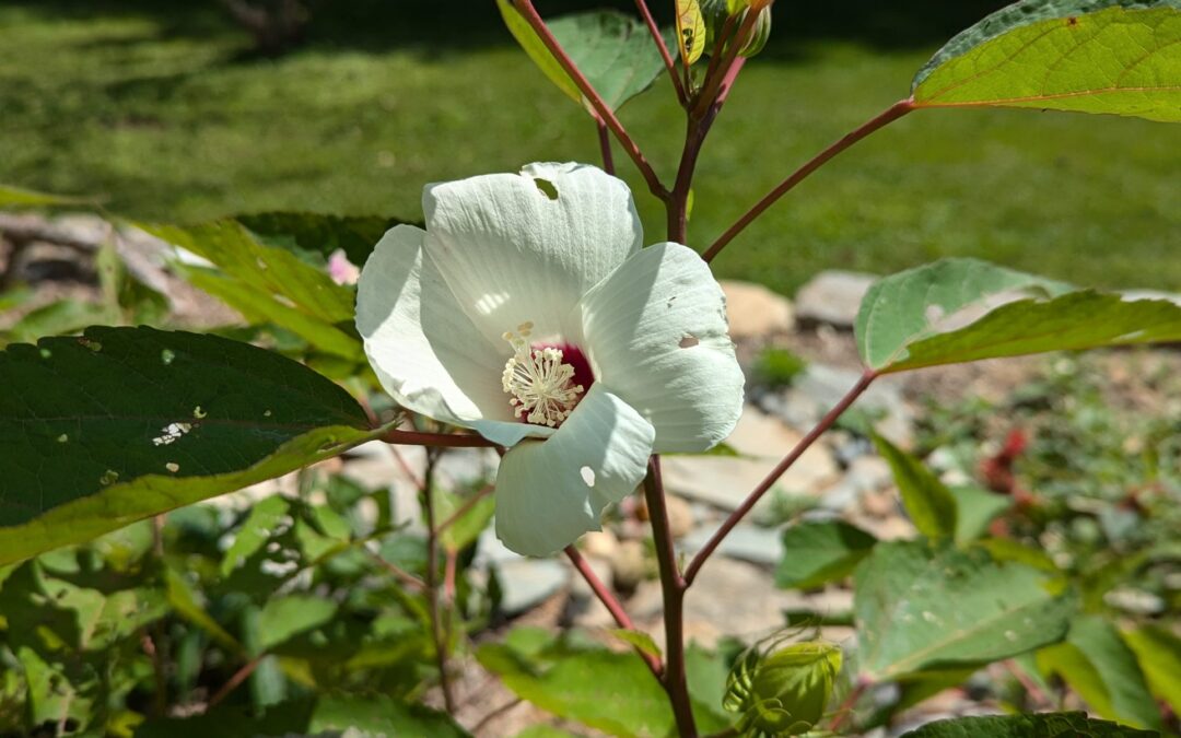 Add Variety to your Native Garden