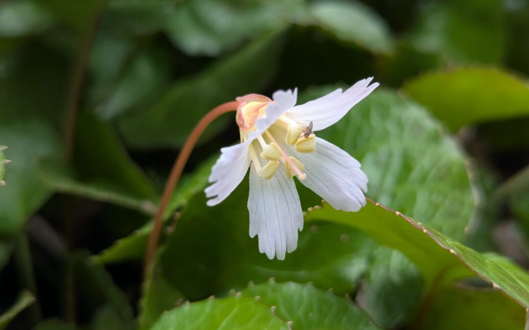 Spring Wildflowers of the NC Arboretum