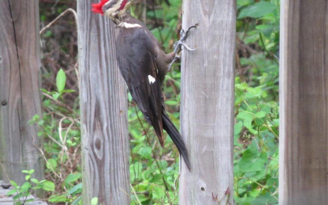All About Woodpeckers