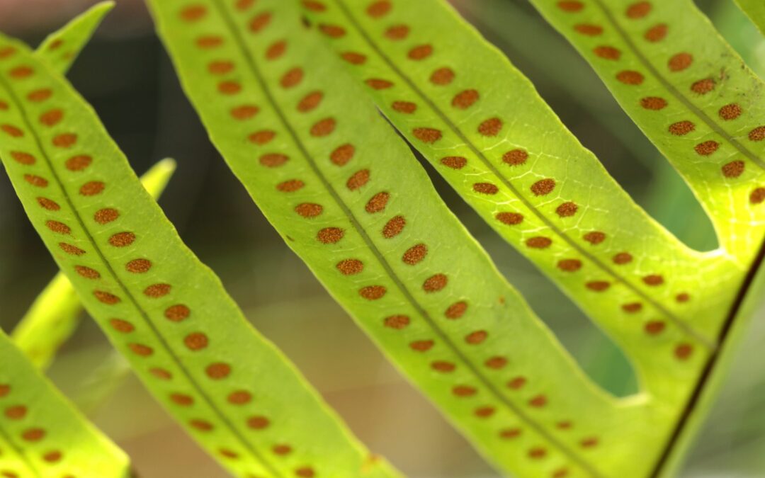 Genetics and Reproduction of Plants
