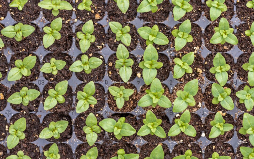 Genetics and Reproduction of Plants