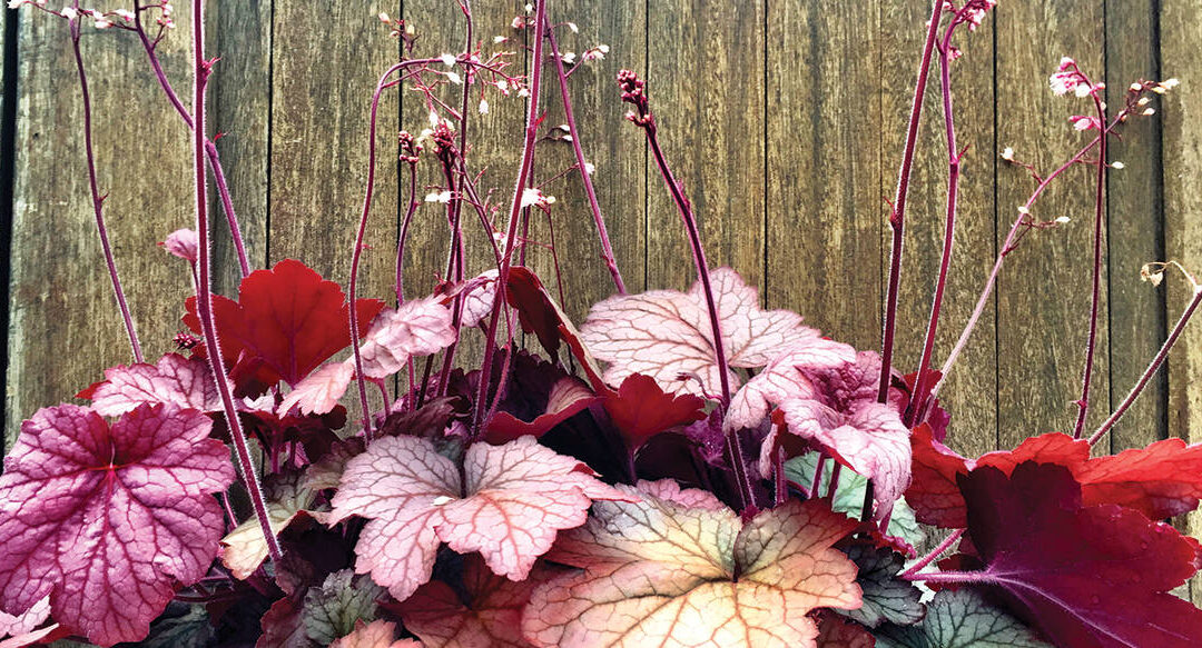 *CANCELED* Spring Plant Sale