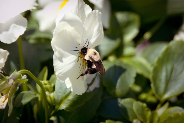 Free Adult Ed Class: Intro to Native Pollinators