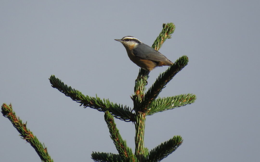 Birding the Craggies and Black Mountains
