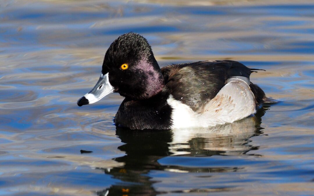Winter Birding at Lake Junaluska