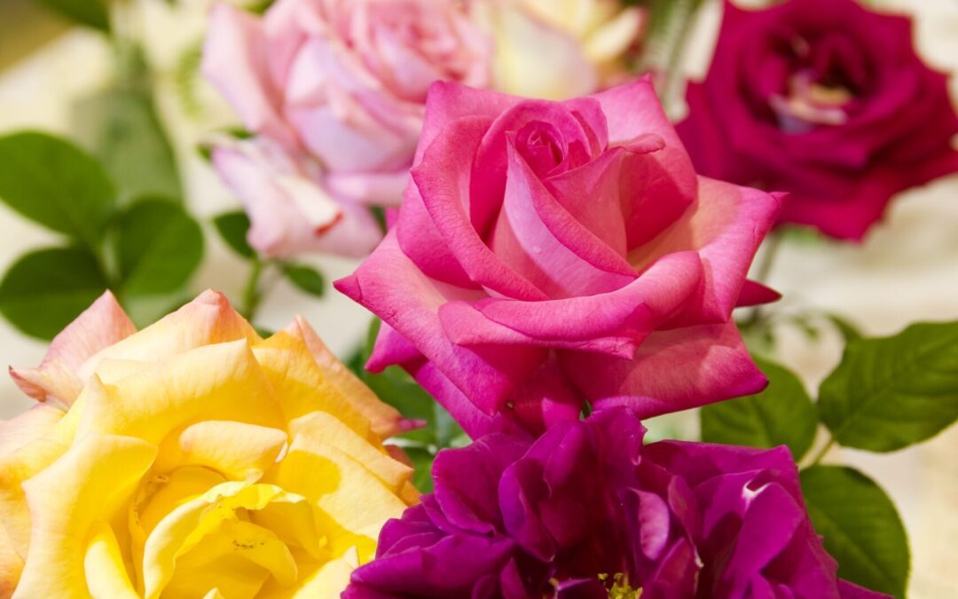 *CANCELED* Asheville-Blue Ridge Rose Society Exhibition
