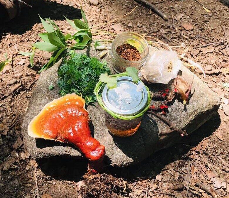 Intro to Herbalism: The Romance of Plants