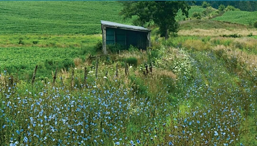 Using a Key to ID Wildflowers