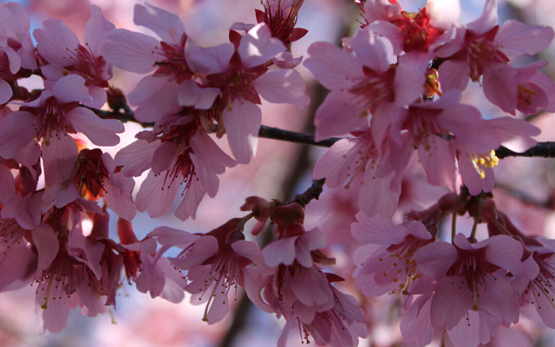 Forest Bathing Retreat: Spring Awakening & Renewal